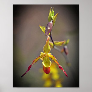 Affiche Elégante Orange Jaune Orchidée Fleur Botanique