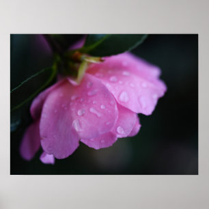 Affiche Élégante rose rose gros plan avec la mâchoire