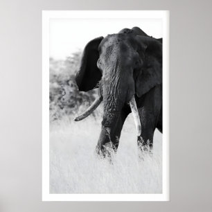 Affiche Élément d'impression éléphant noir et blanc - Mini