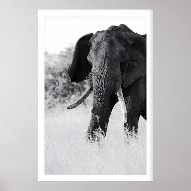 Affiche Élément d'impression éléphant noir et blanc - Mini (Devant)
