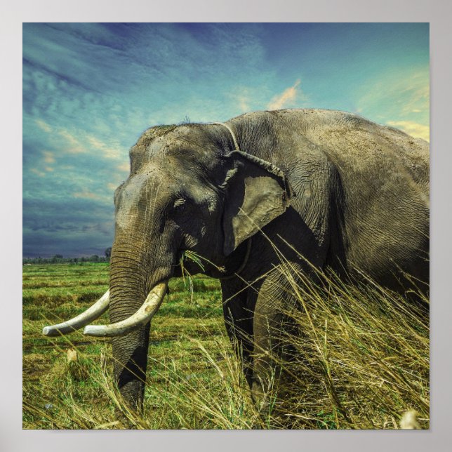 Affiche Eléphant (Devant)