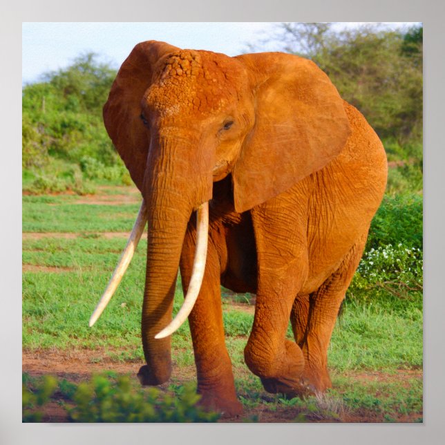 Affiche Eléphant (Devant)