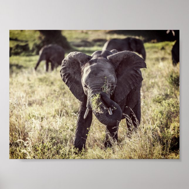Affiche Elephant (Devant)
