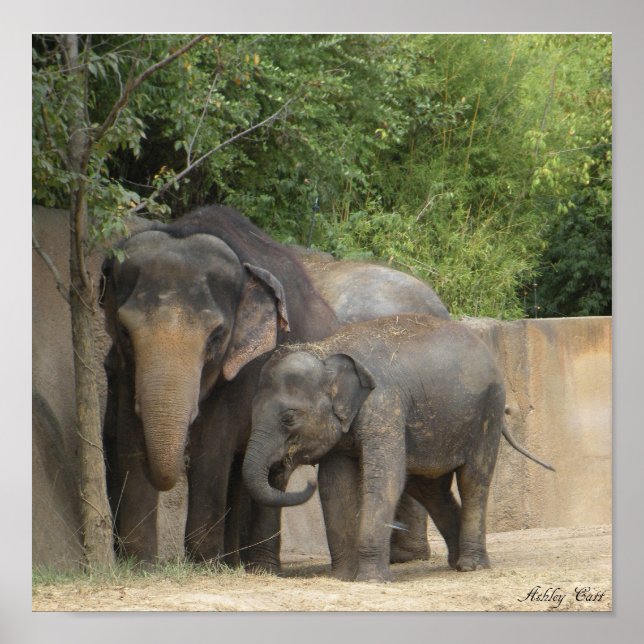 affiche éléphant4 (Devant)