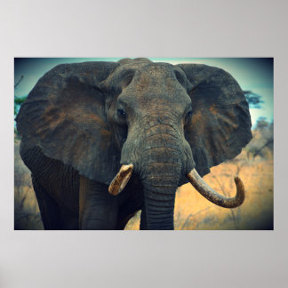 Affiche Eléphant africain