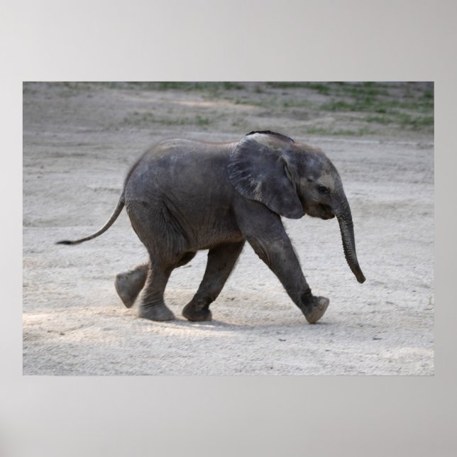 Affiche Eléphant bébé doux Kibali (Devant)