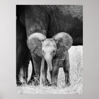 Affiche Éléphant Bébé Faune Noir et Blanc