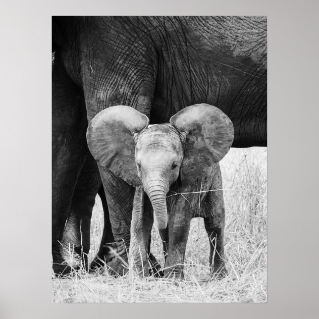Affiche Éléphant Bébé Faune Noir et Blanc (Devant)