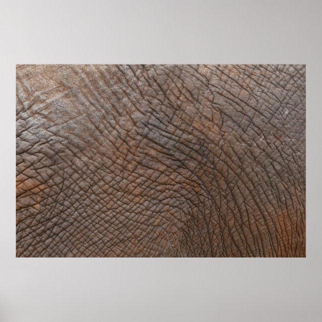 Affiche éléphant Brown en gros plan (Devant)