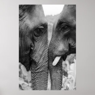 AFFICHE ELEPHANT COUPLE