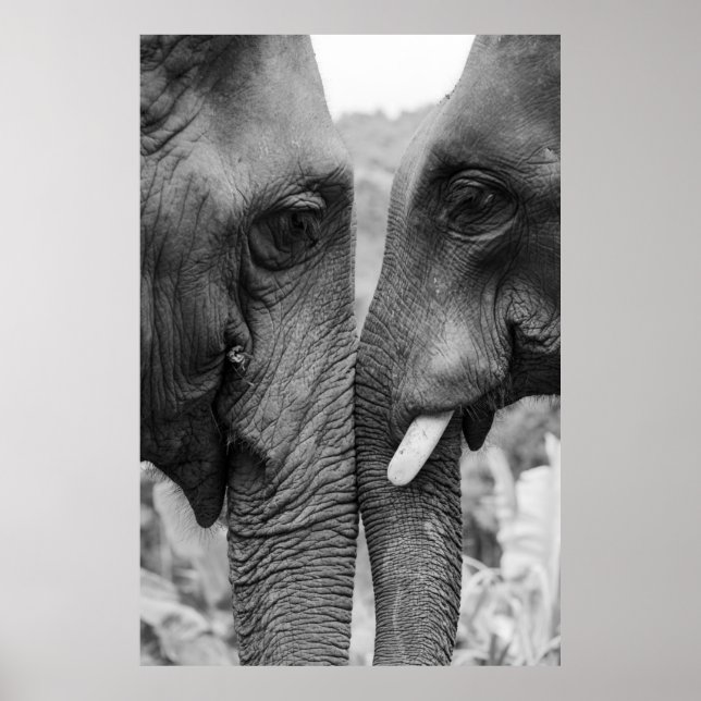 AFFICHE ELEPHANT COUPLE (Devant)