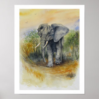 Affiche Éléphant d'Afrique
