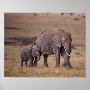 Affiche Éléphant d'Afrique avec bébé