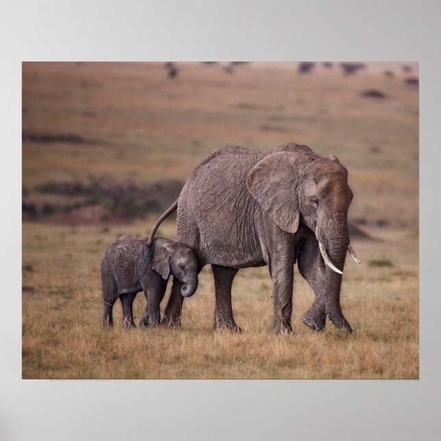 Affiche Éléphant d'Afrique avec bébé (Devant)