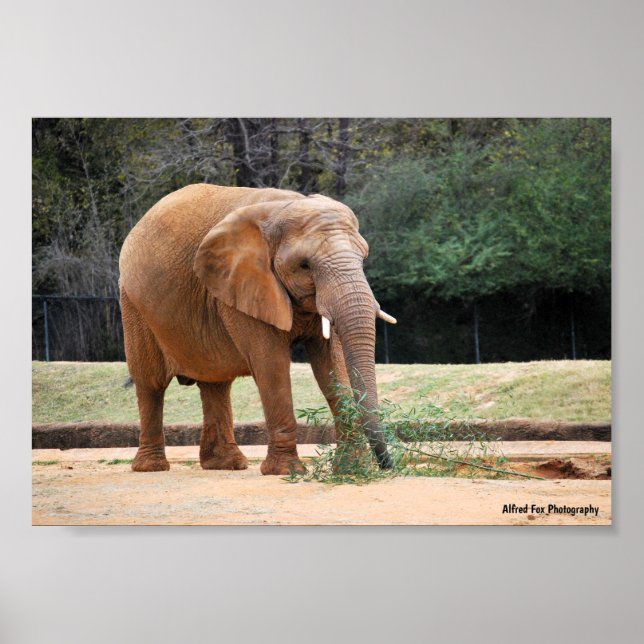 Affiche Éléphant d'Afrique dans le parc (Devant)
