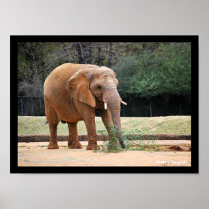Affiche Éléphant d'Afrique dans le parc