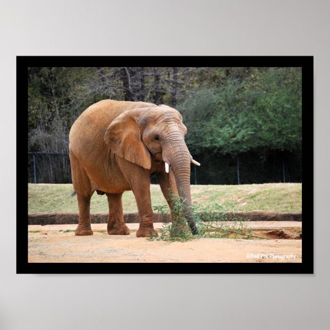 Affiche Éléphant d'Afrique dans le parc (Devant)