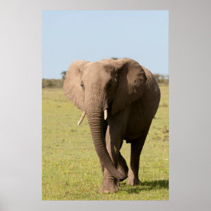 Affiche Éléphant d'Afrique (Loxodonta Africana), Maasai