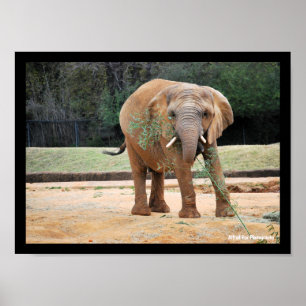 Affiche Éléphant d'Afrique mangeant