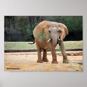 Affiche Éléphant d'Afrique mangeant