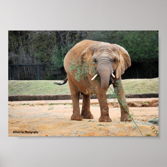 Affiche Éléphant d'Afrique mangeant (Devant)