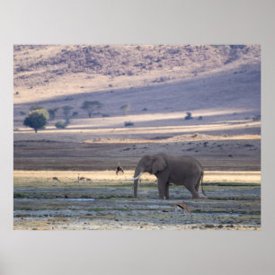 Affiche Elephant dans le cratère de Ngorongoro — Safari de