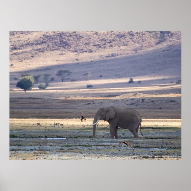 Affiche Elephant dans le cratère de Ngorongoro — Safari de (Devant)