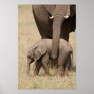 Affiche Éléphant de bébé africain avec mère
