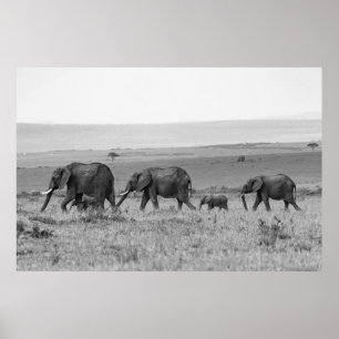 AFFICHE ELEPHANT FAMILY BLACK & WHITE