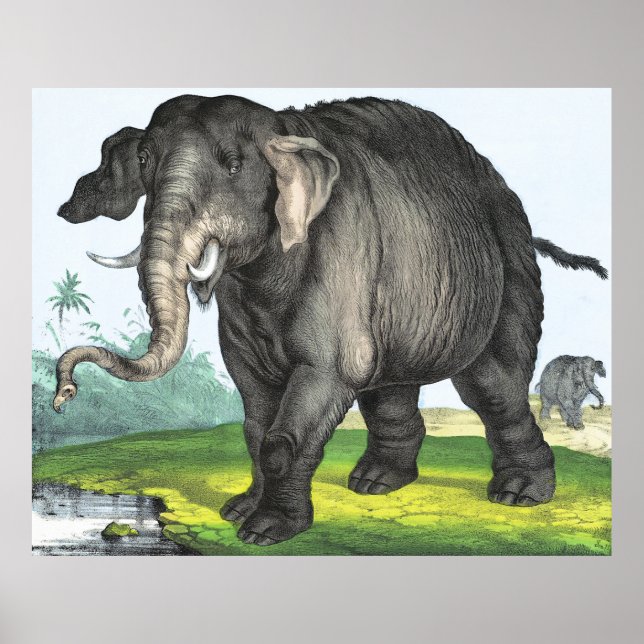 Affiche Eléphant gris (Devant)