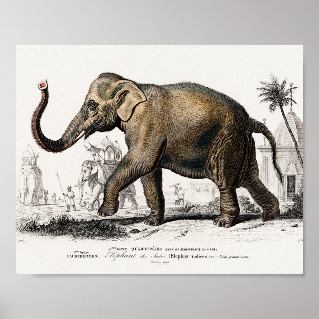 Affiche Elephant Illustration Vintage Art Print (Devant)