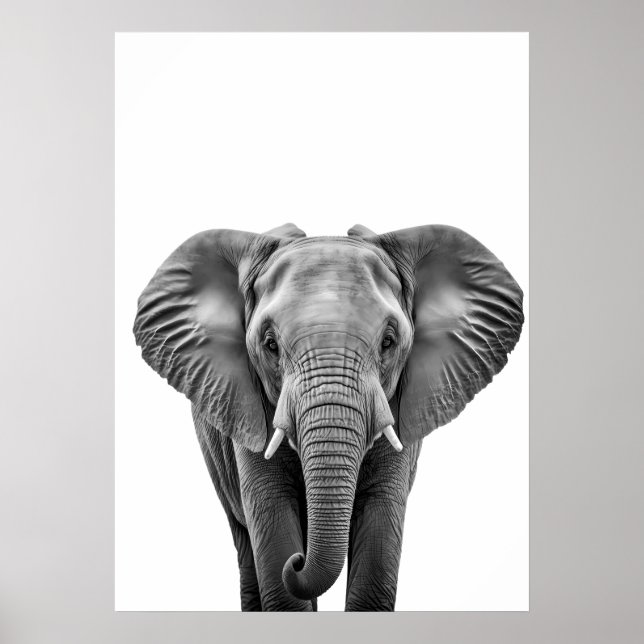 Affiche Elephant Modern Black White  (Devant)