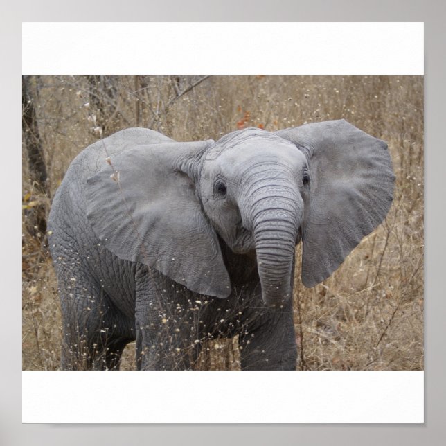 Affiche Eléphant pour bébé sud-africain (Devant)