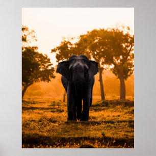 Affiche Elephant sri-lankais au coucher du soleil