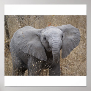 Affiche Éléphant sud-africain de bébé