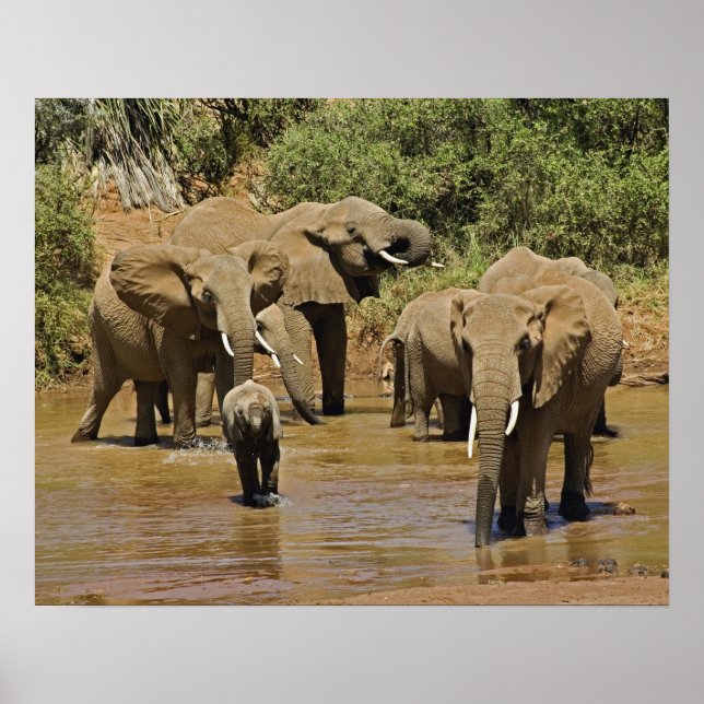 Affiche Eléphants africains, Loxodonta Africana, Samburu (Devant)