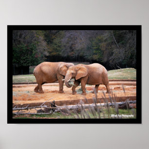 Affiche Éléphants d'Afrique