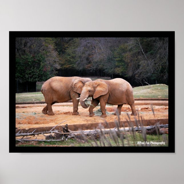 Affiche Éléphants d'Afrique (Devant)