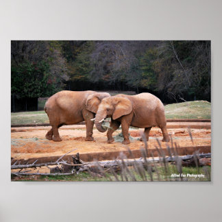 Affiche Éléphants d'Afrique