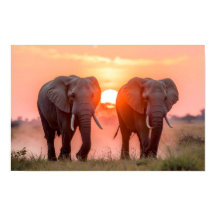 Éléphants marchant au coucher du soleil