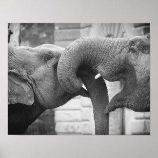 Affiche Eléphants romantiques, noir et blanc