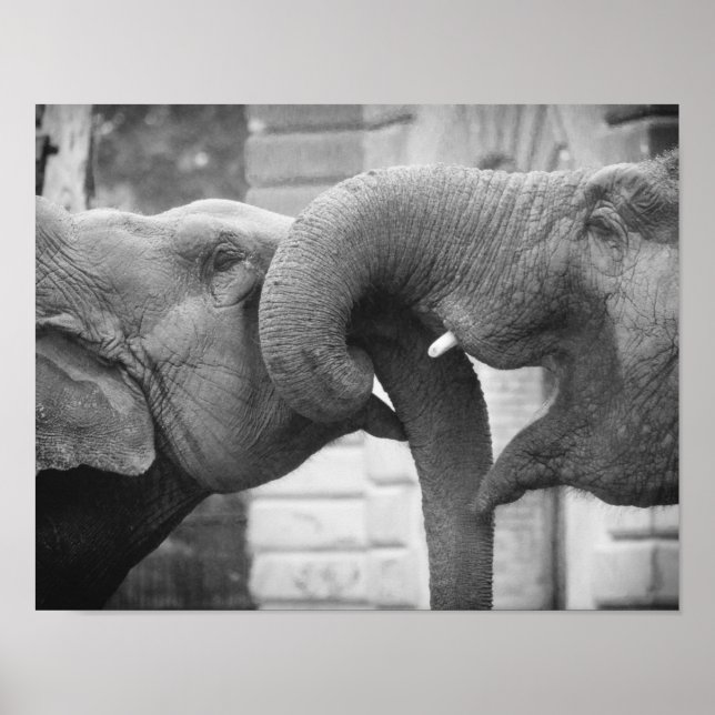 Affiche Eléphants romantiques, noir et blanc (Devant)