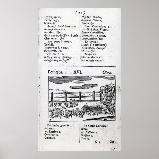 Affiche Élevage plante de 'Orbis sensualism pictus' (Devant)