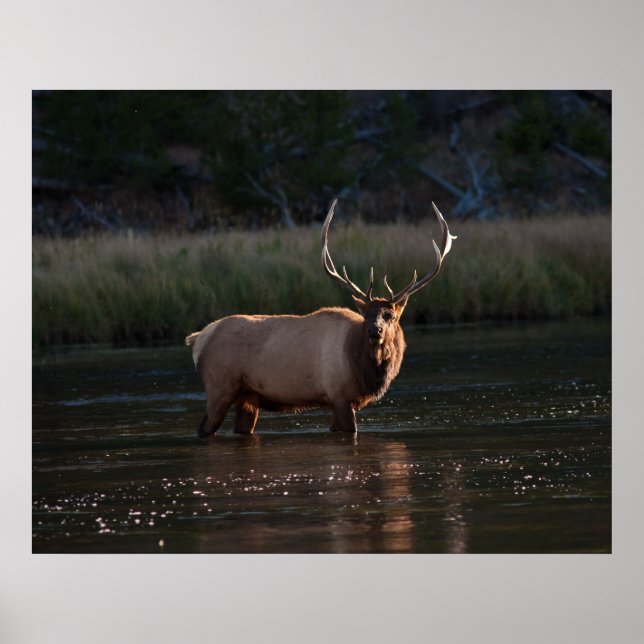 Affiche Elk (Devant)