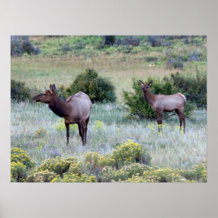 Affiche Elk américain Colorado