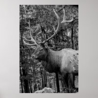 Elk Black White Photo Moderne Cabine Rustique