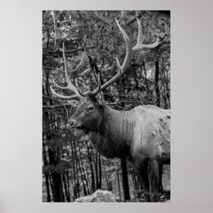 Affiche Elk Black White Photo Moderne Cabine Rustique