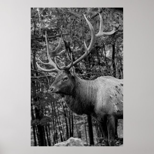 Affiche Elk Black White Photo Moderne Cabine Rustique (Devant)