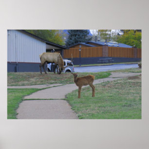 Affiche Elk Bull et Calf