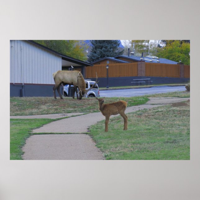 Affiche Elk Bull et Calf (Devant)